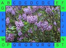 image_border_test