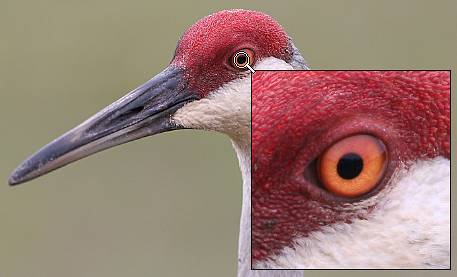 magnifier